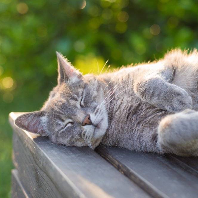 Can cats get hayfever? | Pets At Home