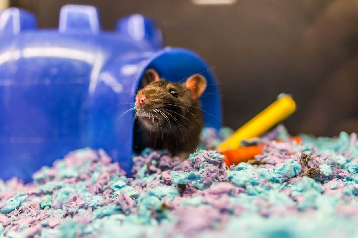 What Do Pet Rats Eat | Rat Nutrition | Pets at Home