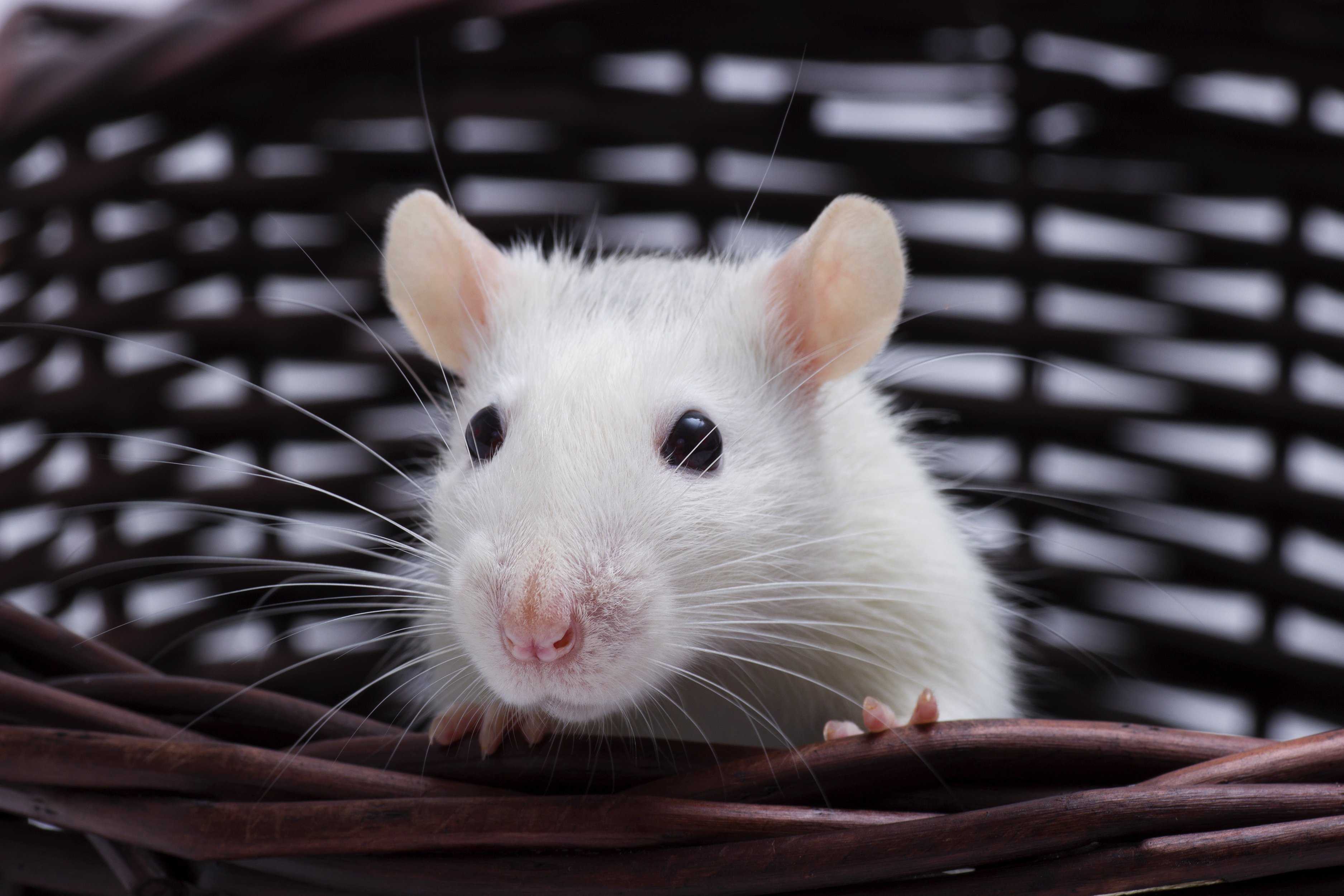 Brits encouraged to get rats as pets as they are 'sociable, intelligent and  friendly' - Mirror Online