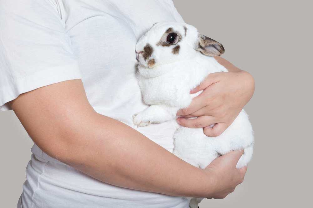 How to Hold a Pet Rabbit 