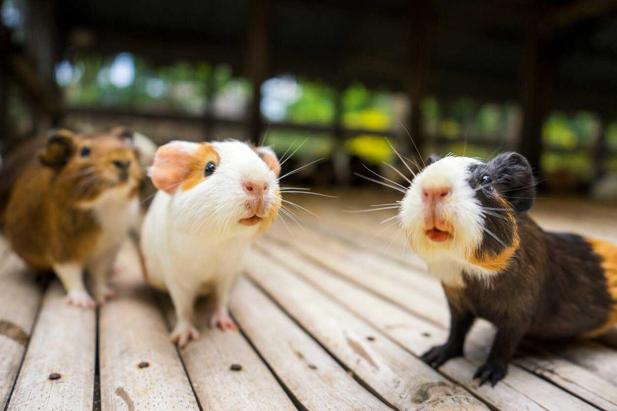 can guinea pigs live with cats and dogs